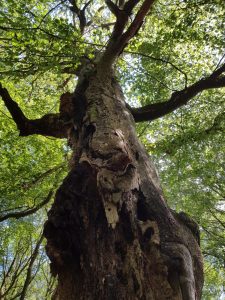 De kracht in jezelf. Foto van een bloeiende boom met gat in de stam. Blog door coach voor eigenwaarde, rust, kracht en zelfvertrouwen.