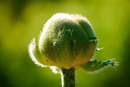 Creatieve coachingsworkshop door coach voor eigenwaarde, rust en kracht in Krimpen aan den IJssel. Foto van een bloem in de knop.