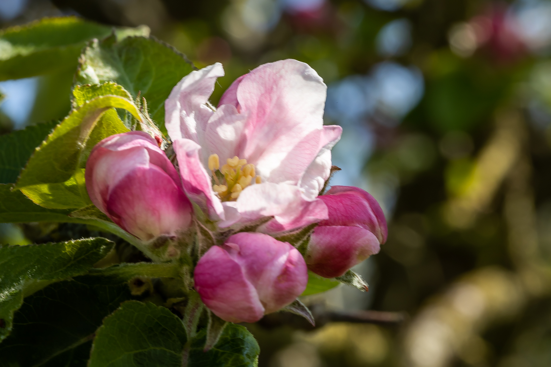 Creatieve workshop Blossom over jouw bloei door coach voor eigenwaarde, rust en kracht in Krimpen aan den IJssel. Foto van een bloesemknop.