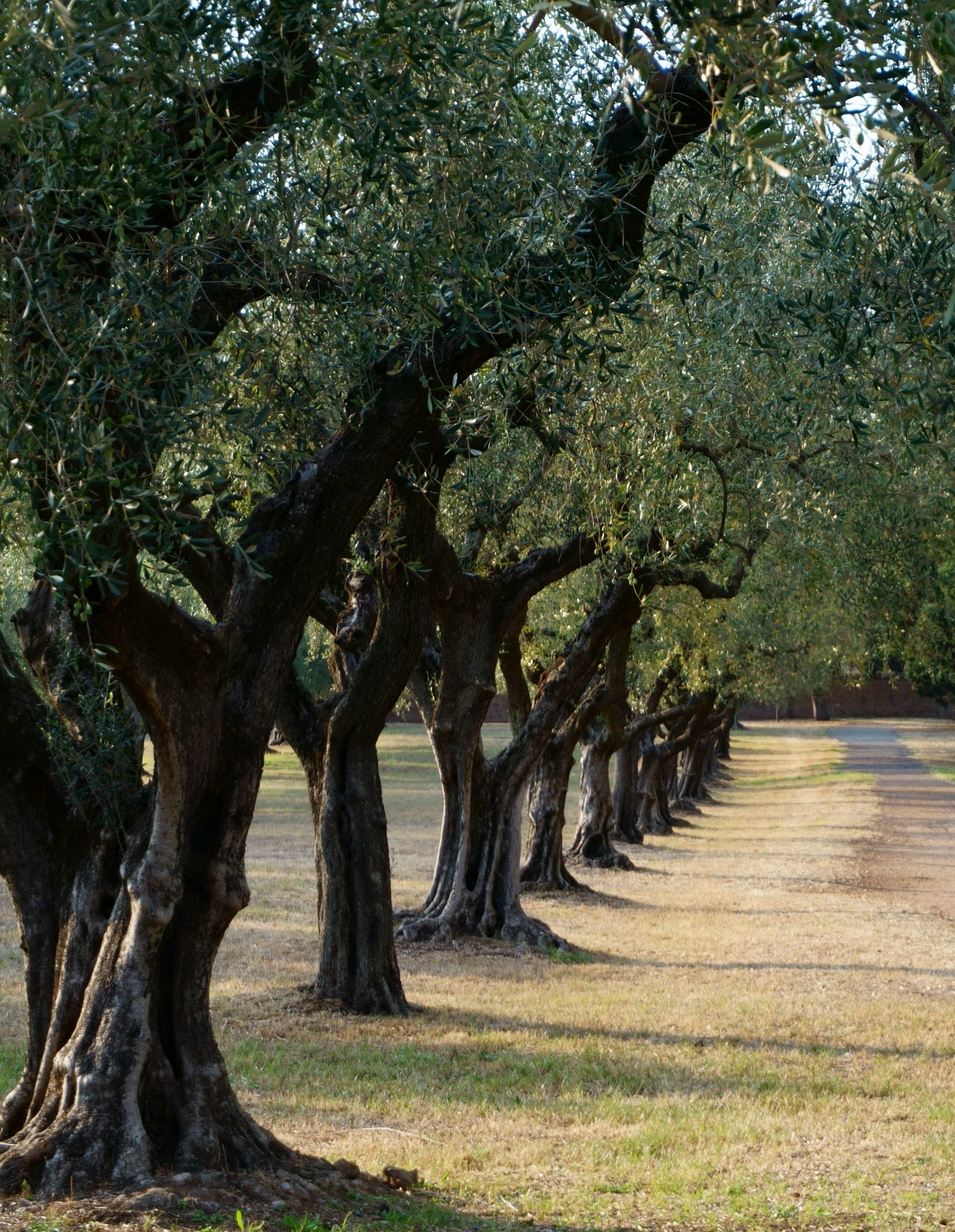 olijfbomen. Workshop Van Gogh, de natuur en jij door coach voor eigenwaarde, rust en kracht.