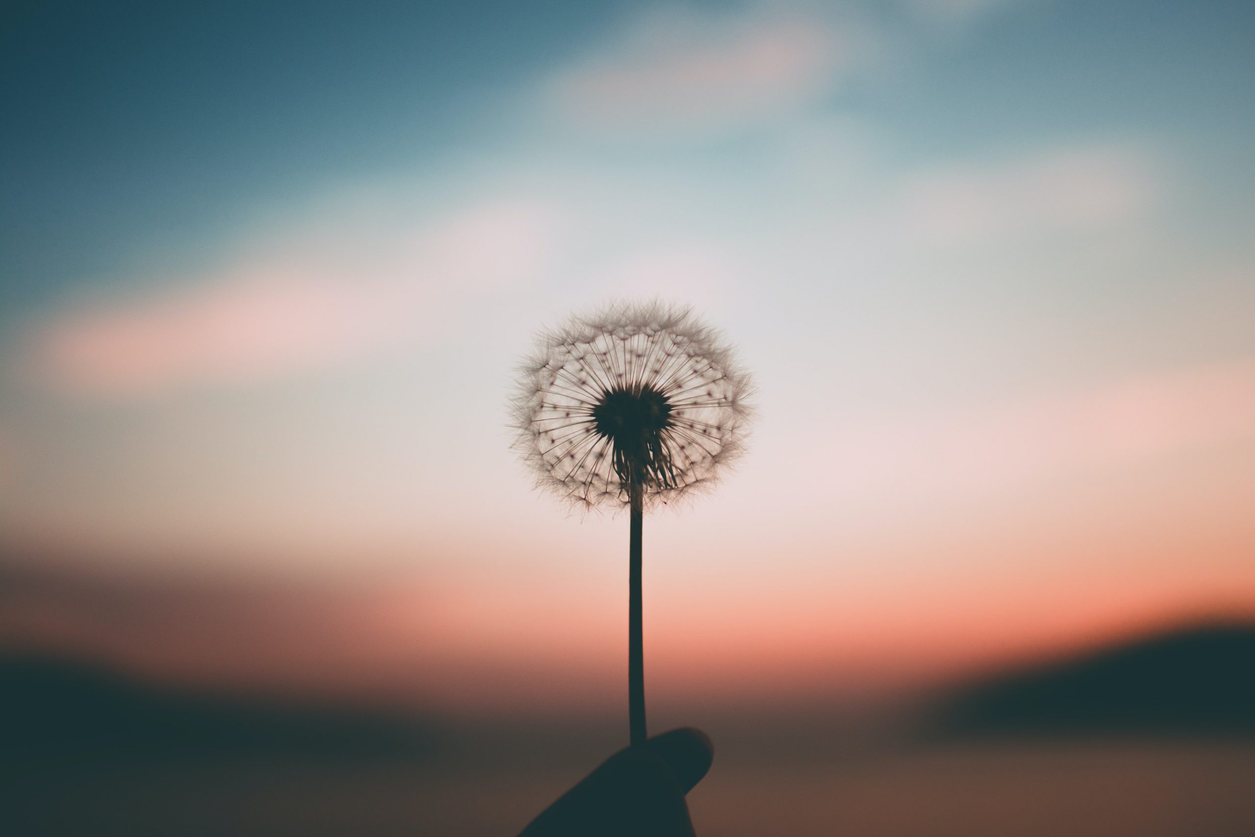 Paardenbloempluisjes tegen zachte lucht. Workshop de 10 kernwoorden van mindfulness door coach voor eigenwaarde, rust en kracht in Krimpen aan den IJssel.